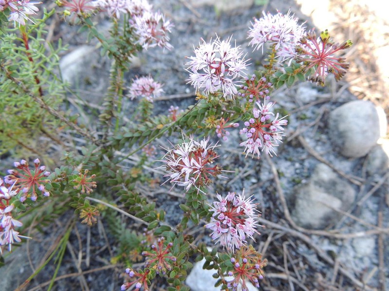 Agathosma lanceolata photo 5