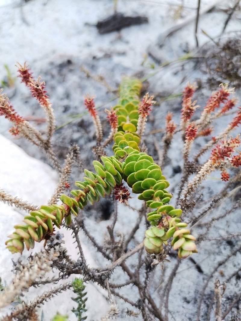 Agathosma lanceolata photo 6