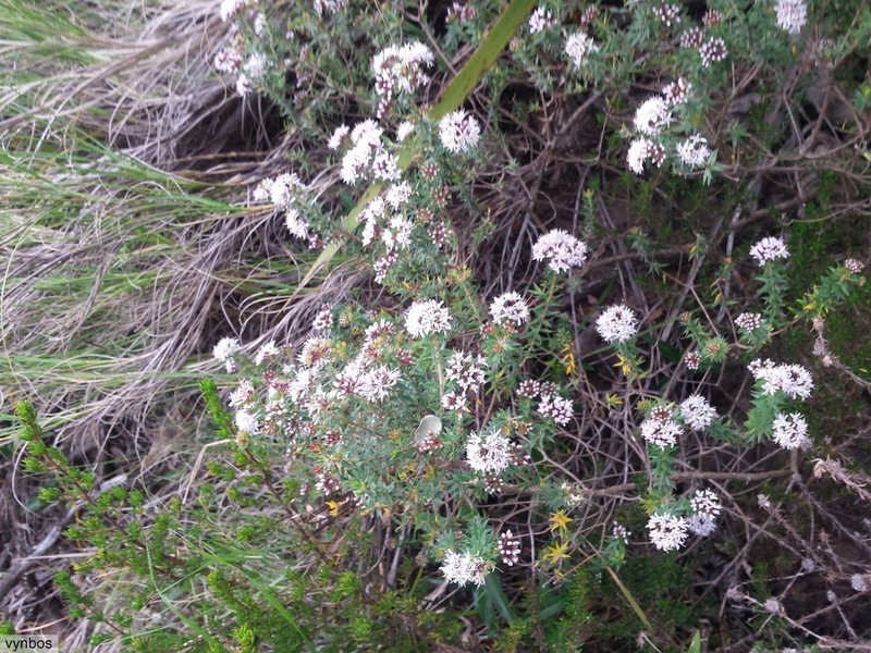Agathosma lanceolata photo 7