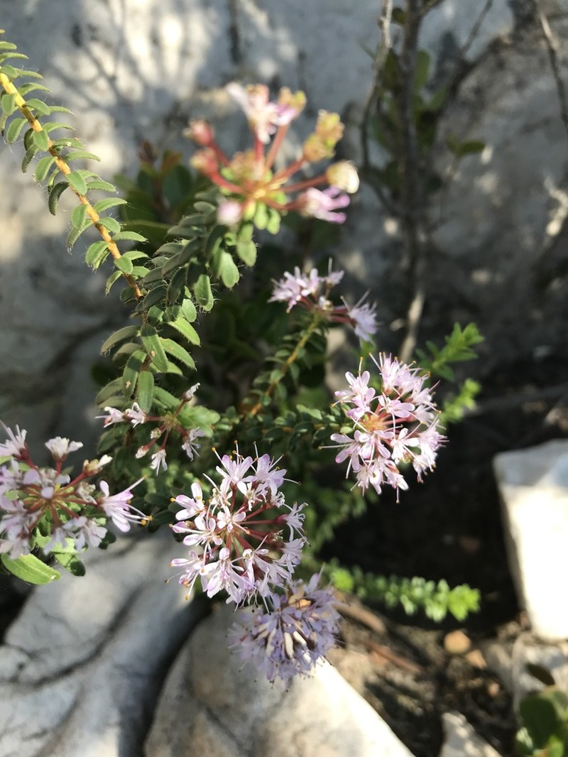 Agathosma lanceolata photo 8