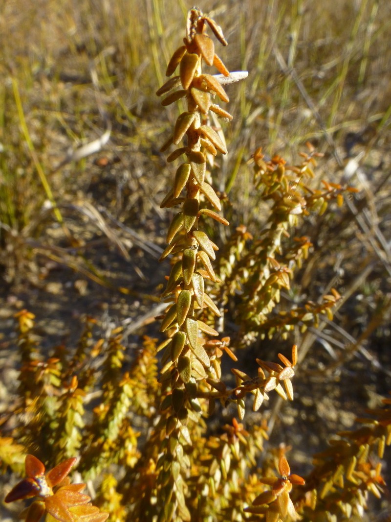 Agathosma latipetala