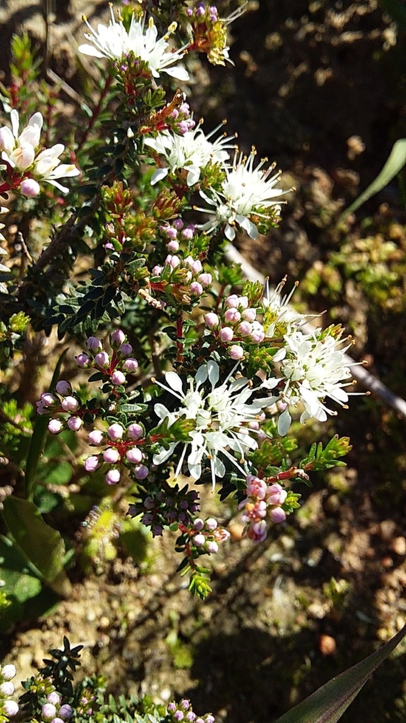Agathosma latipetala photo 2