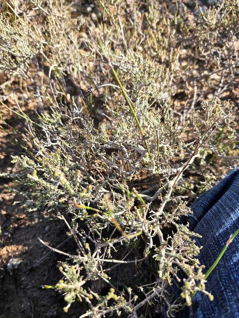 Agathosma latipetala photo 3