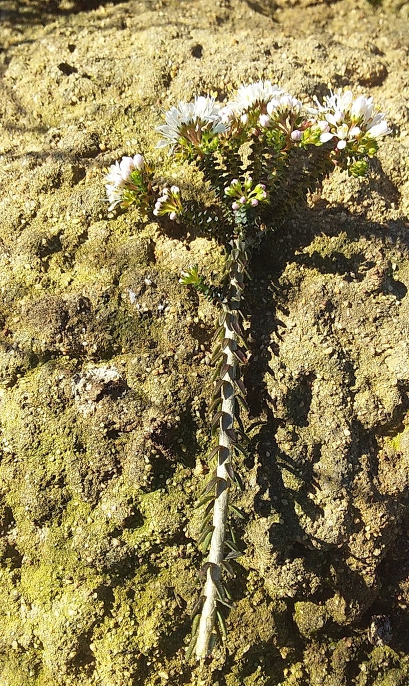 Agathosma latipetala photo 4