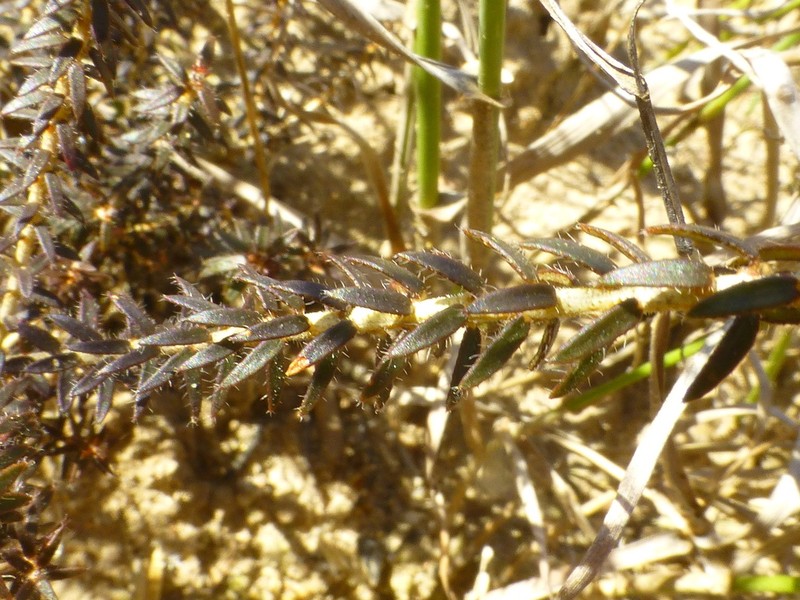 Agathosma latipetala photo 5