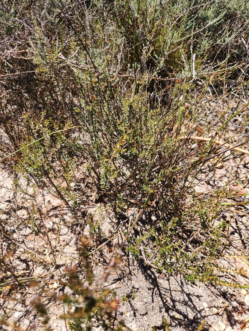 Agathosma latipetala photo 6