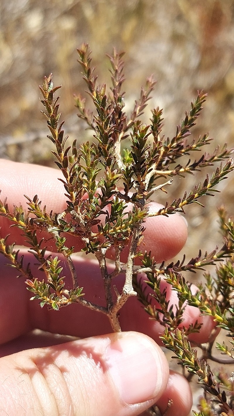 Agathosma latipetala photo 7