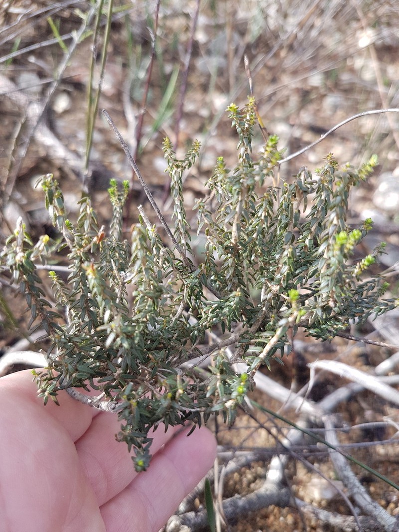 Agathosma latipetala photo 8