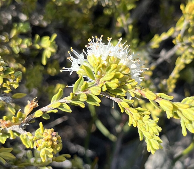 Agathosma leptospermoides