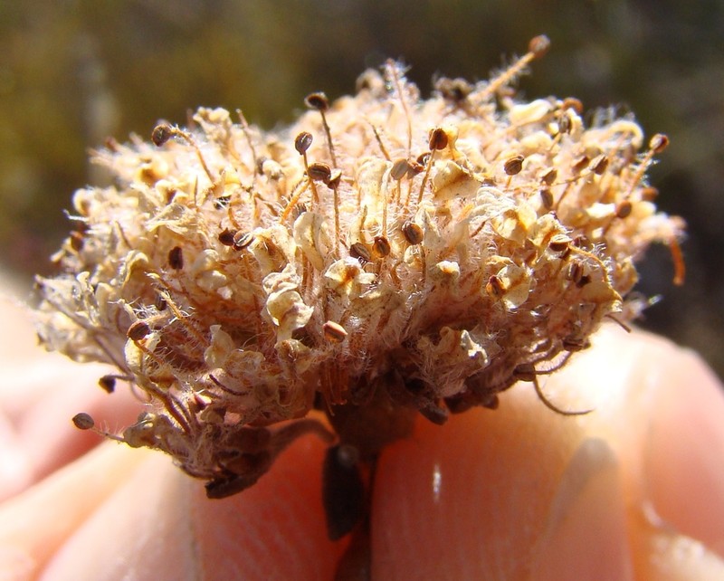 Agathosma leptospermoides photo 2