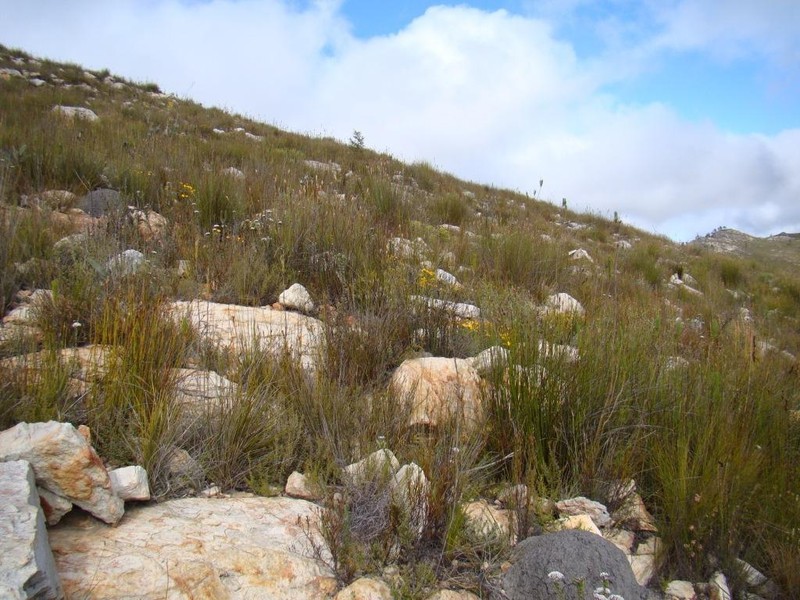 Agathosma leptospermoides photo 3