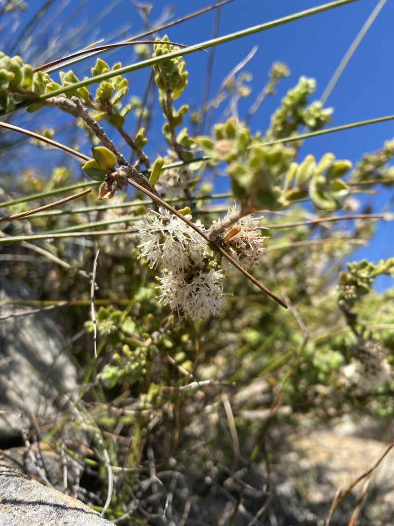 Agathosma leptospermoides photo 4