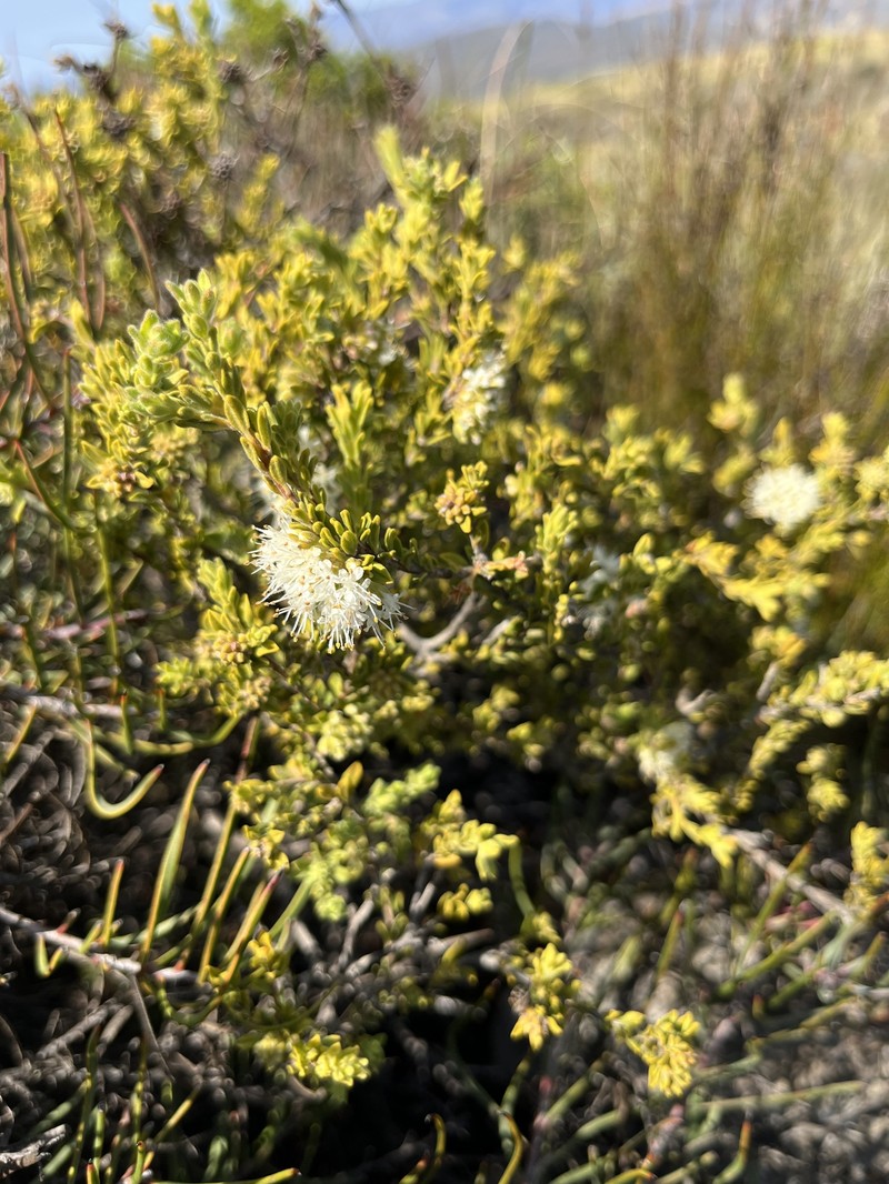 Agathosma leptospermoides photo 5