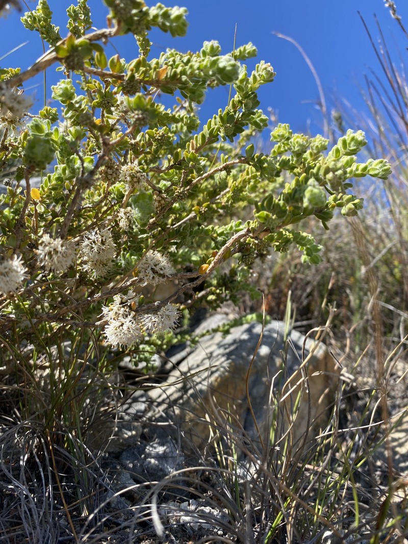 Agathosma leptospermoides photo 6