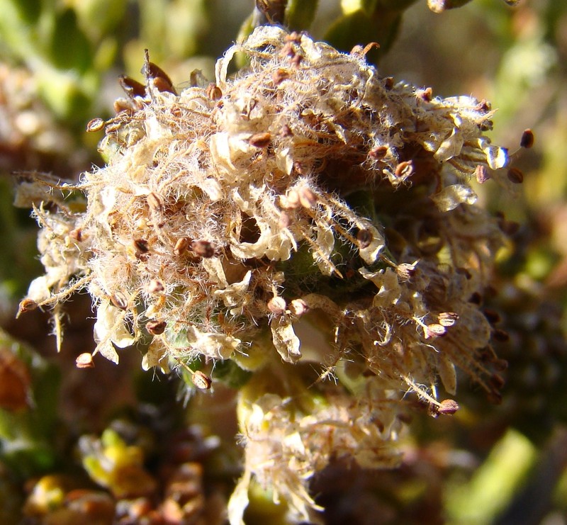 Agathosma leptospermoides photo 7