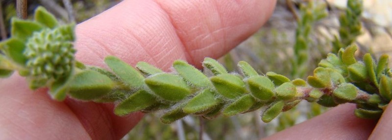 Agathosma leptospermoides photo 8