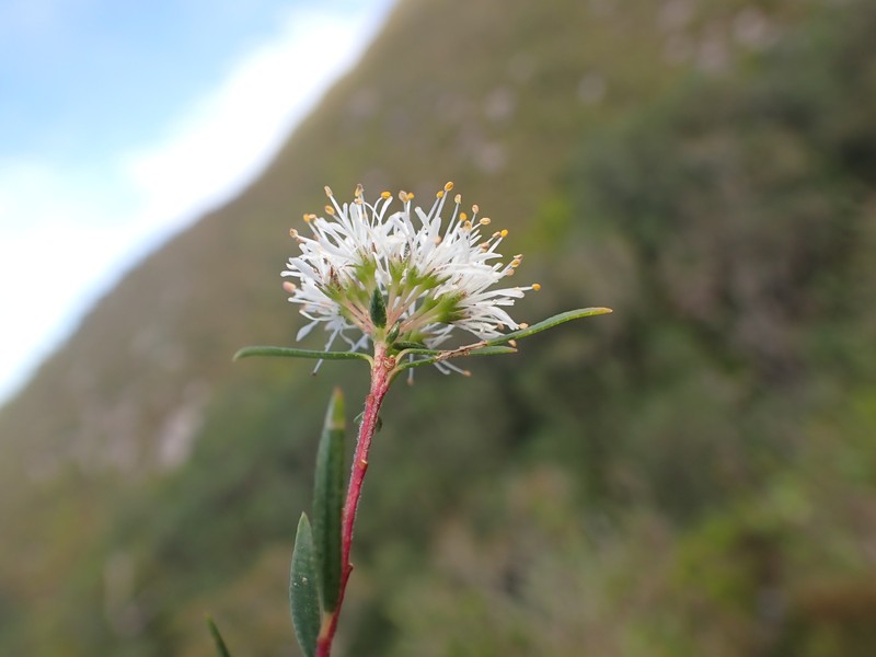 Agathosma linifolia photo 2