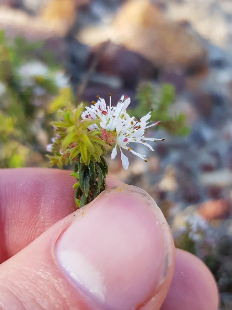 Agathosma marifolia