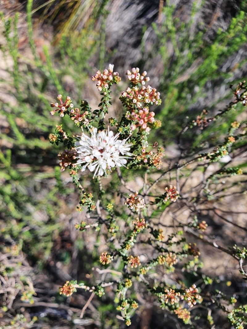 Agathosma marifolia photo 2
