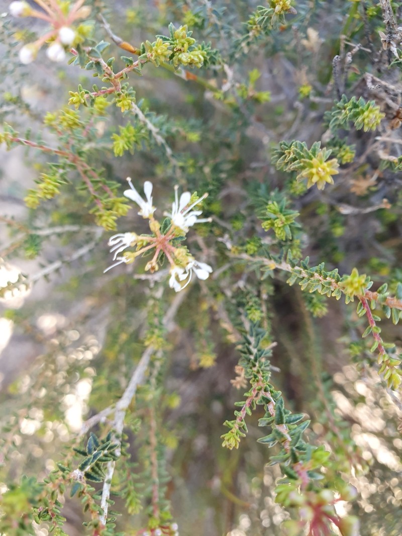 Agathosma marifolia photo 3