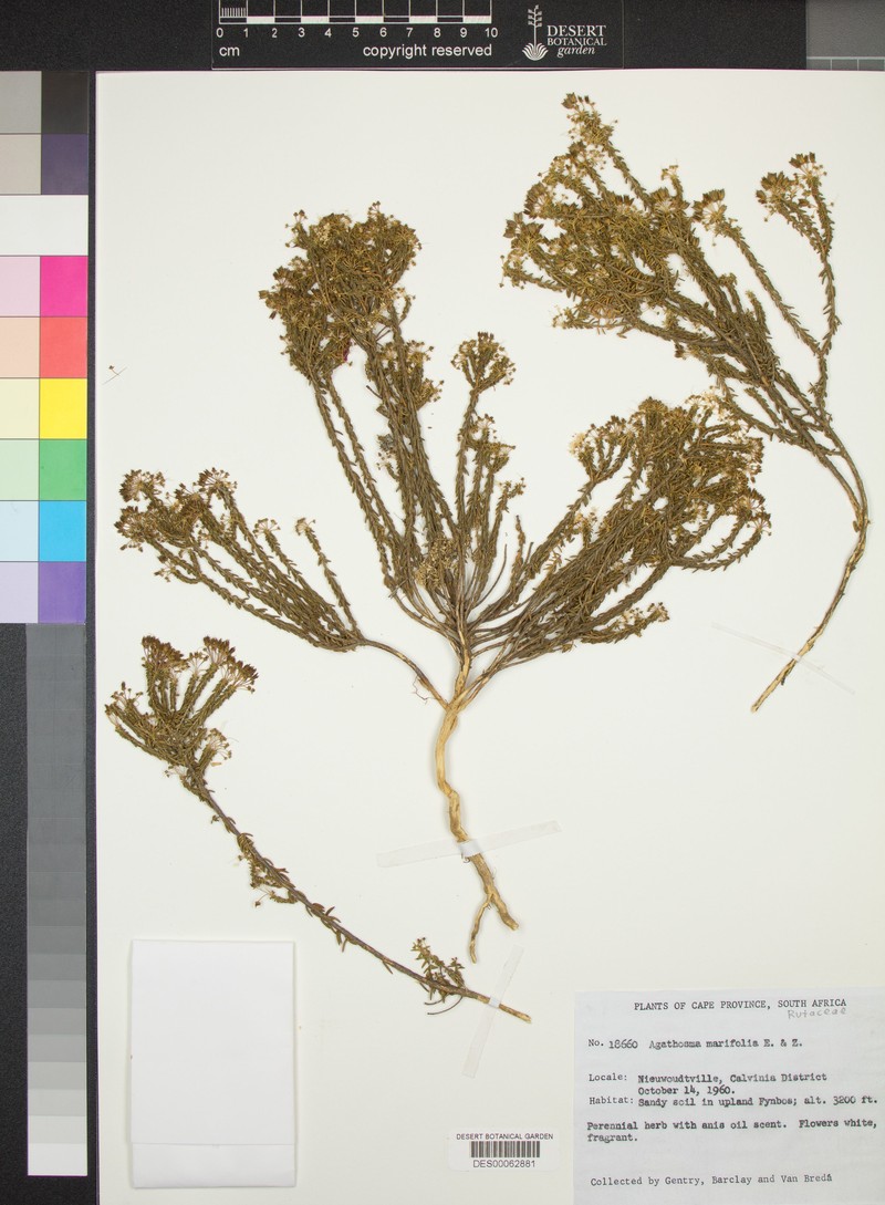 Agathosma marifolia photo 5