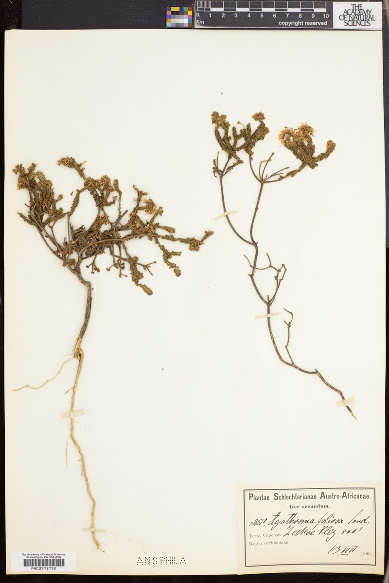 Agathosma marifolia photo 6