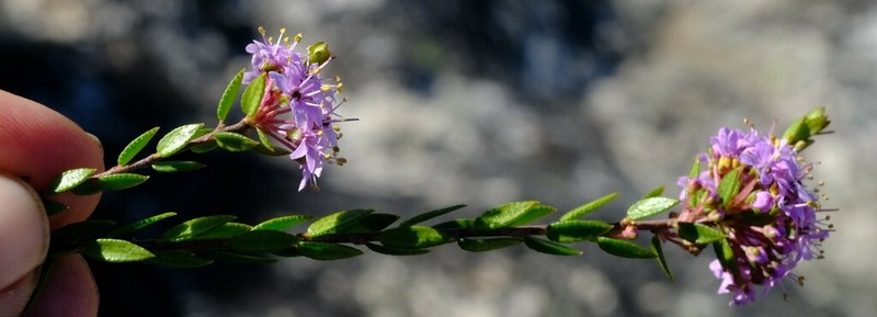 Agathosma marlothii