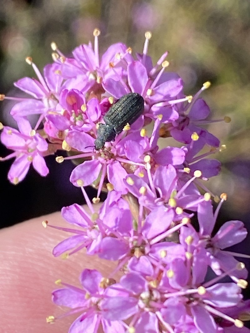 Agathosma marlothii photo 2