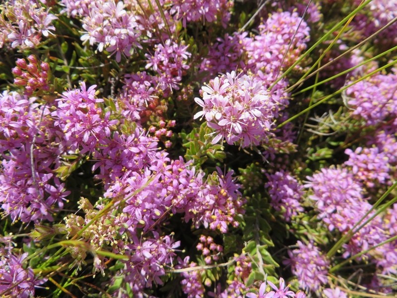 Agathosma marlothii photo 3