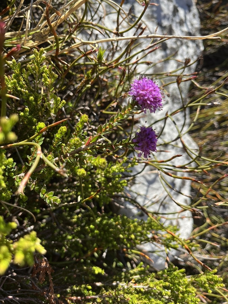 Agathosma marlothii photo 4