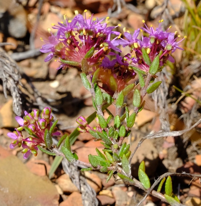 Agathosma marlothii photo 5