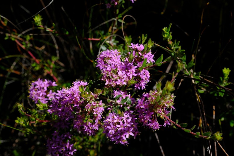 Agathosma marlothii photo 6