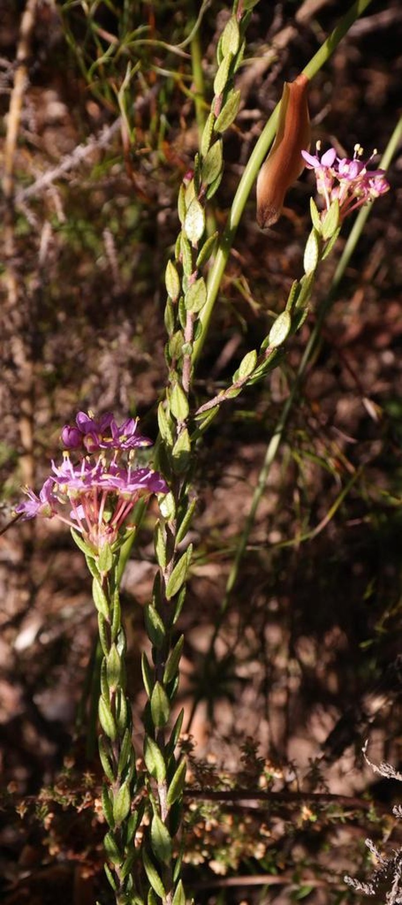 Agathosma marlothii photo 7