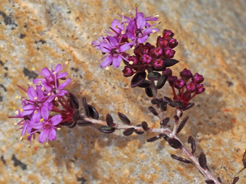 Agathosma marlothii photo 8