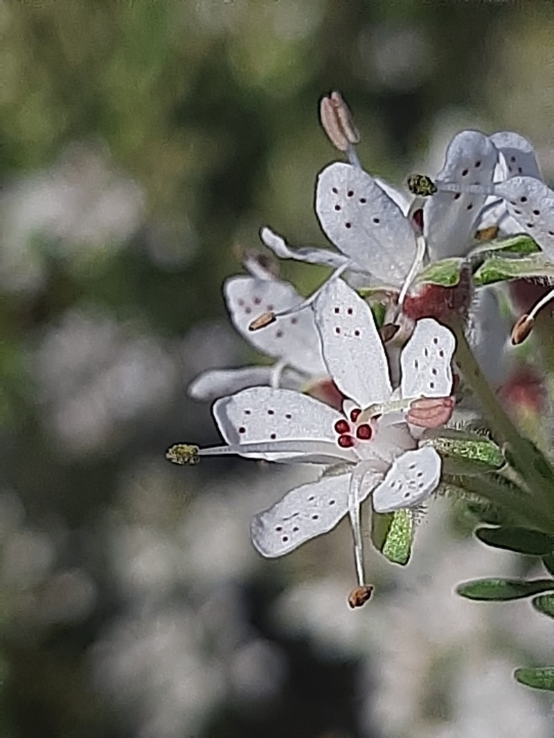 Agathosma martiana