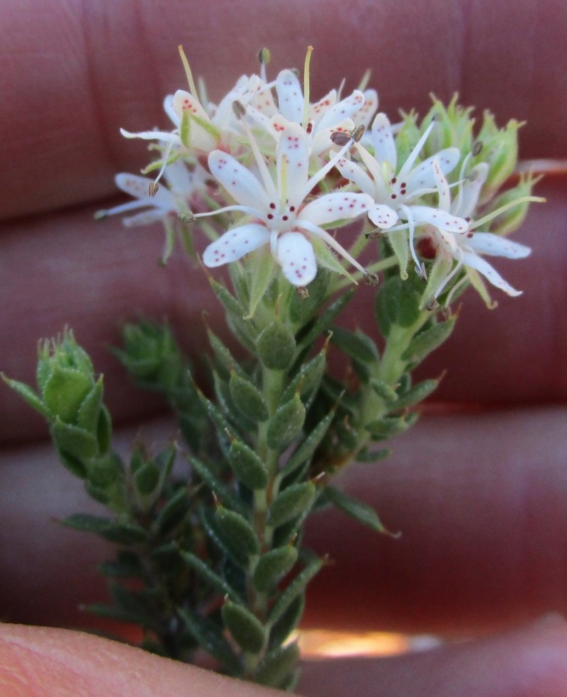Agathosma martiana photo 2