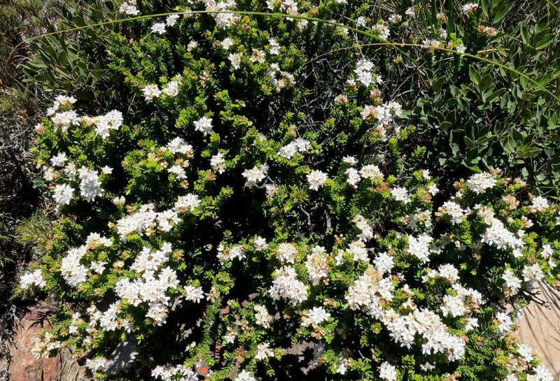 Agathosma martiana photo 3
