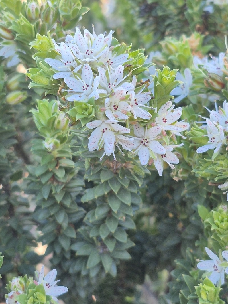 Agathosma martiana photo 4