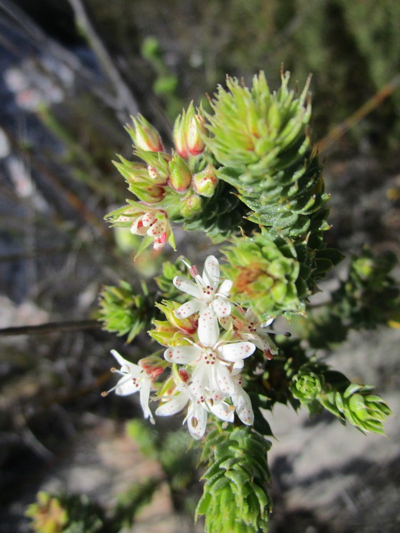 Agathosma martiana photo 5