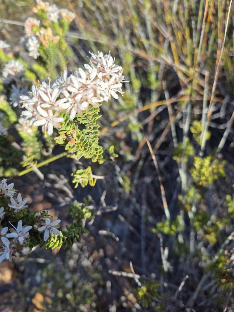Agathosma martiana photo 6