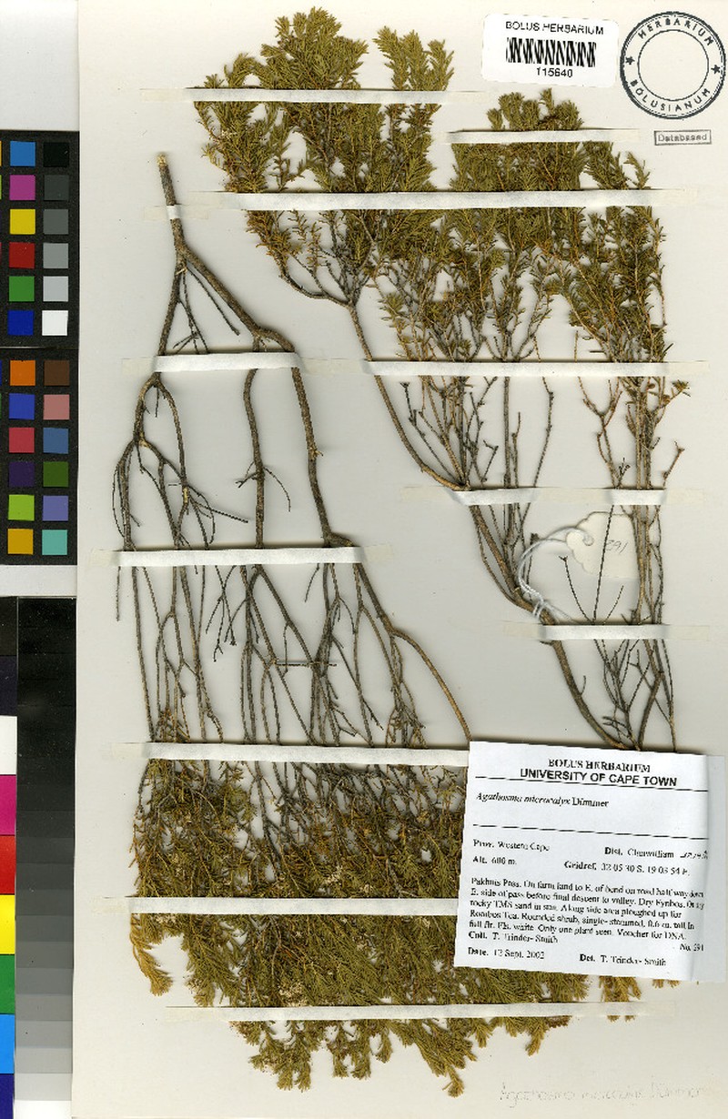 Agathosma microcalyx