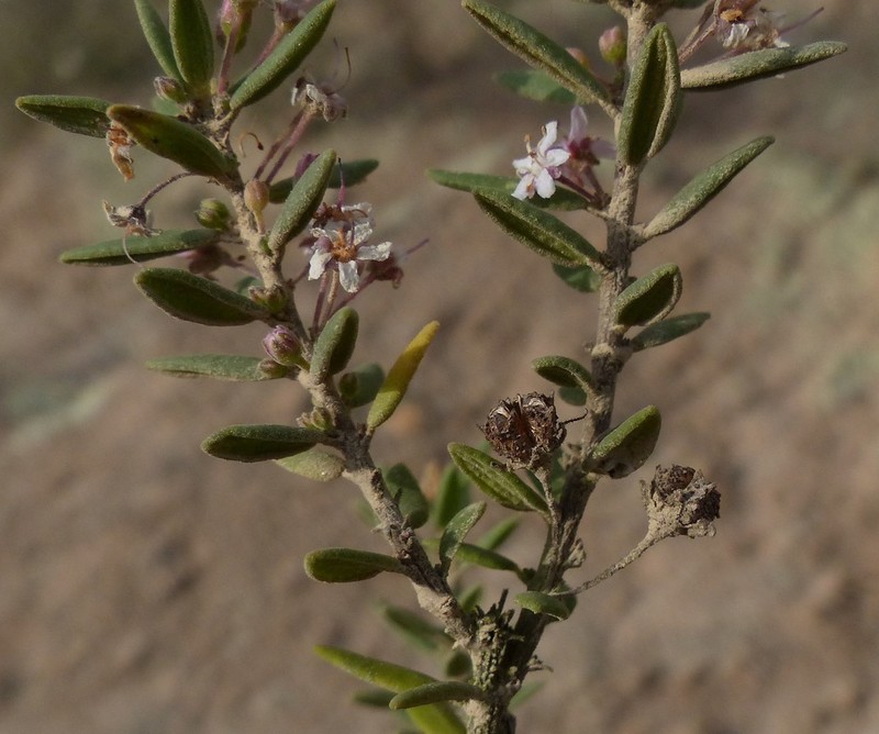 Agathosma microcarpa photo 2