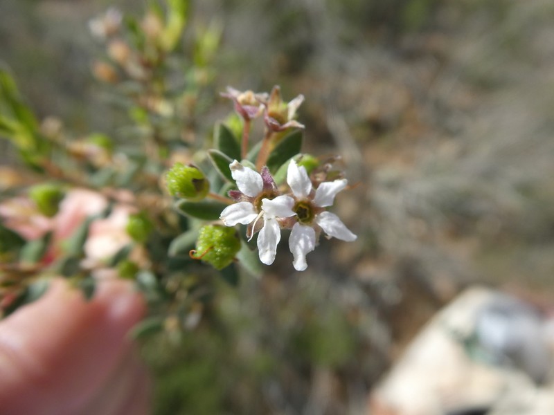 Agathosma microcarpa photo 3