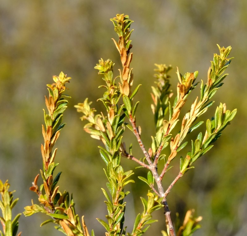 Agathosma microcarpa photo 4