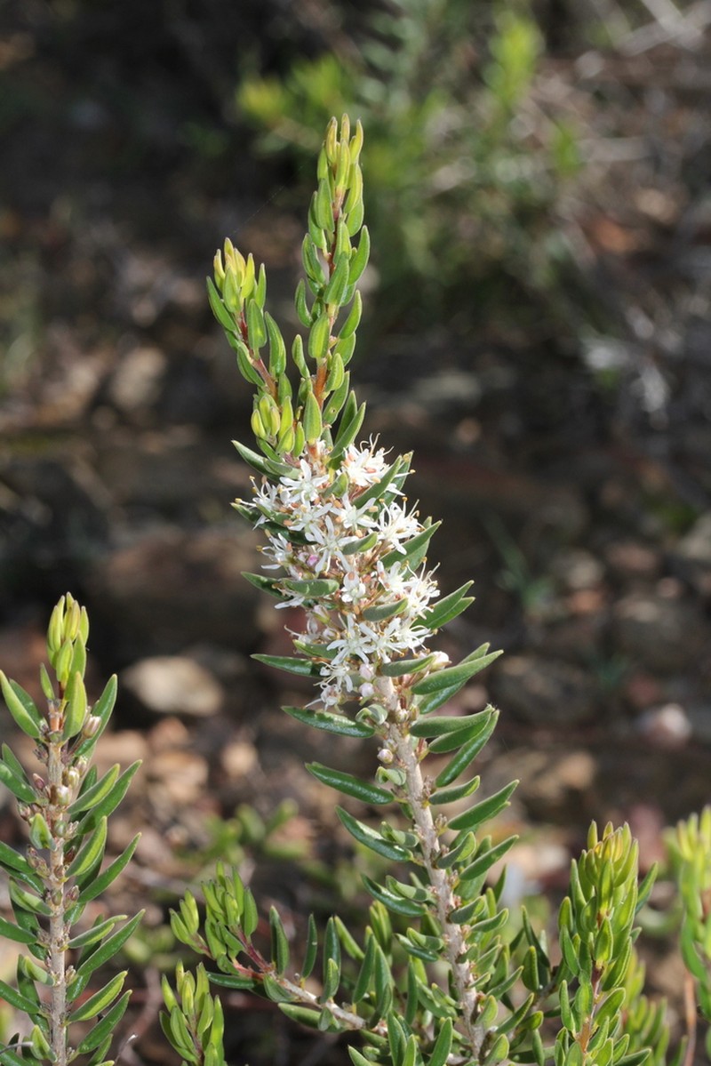 Agathosma microcarpa photo 5
