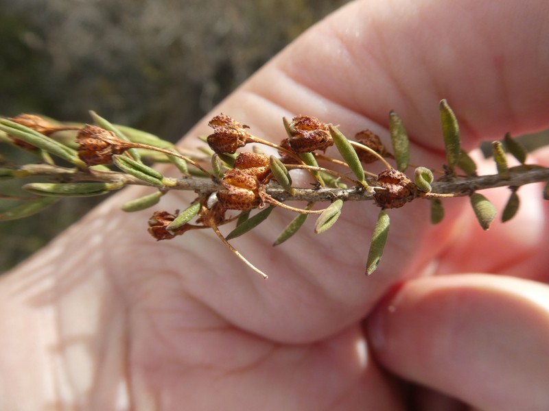 Agathosma microcarpa photo 6