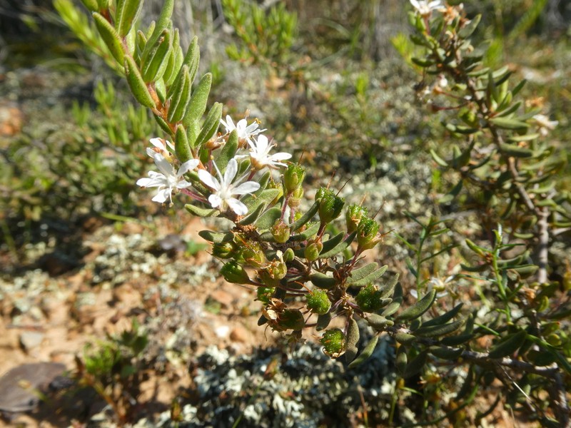 Agathosma microcarpa photo 7