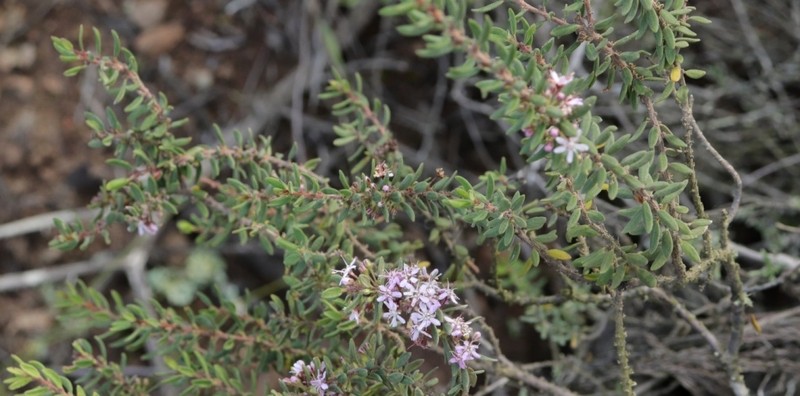 Agathosma microcarpa photo 8