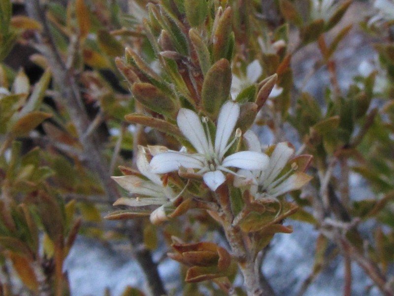 Agathosma mirabilis photo 2