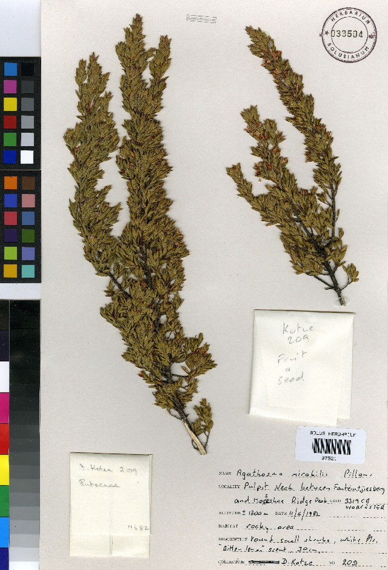 Agathosma mirabilis photo 3